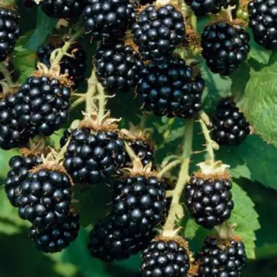 Ежевика БЛЭК САТИН бесшипная  в Слуцке