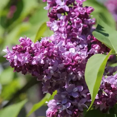 Сирень ИЗОБИЛИЕ в Слуцке