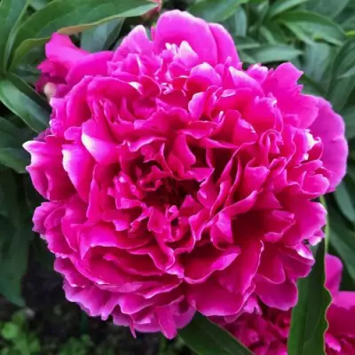 Пион КАРЛ РОЗЕНФЕЛЬД травянистый в Слуцке