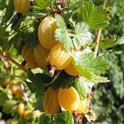 Крыжовник КУРШУ ДЗИНТАРС  в Слуцке