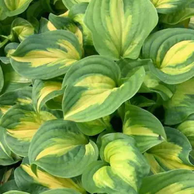 Хоста ЭМЕРАЛЬД ЧАРДЖЕР гибридная в Слуцке