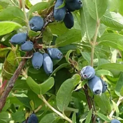 Жимолость съедобная НАРЫМСКАЯ в Слуцке