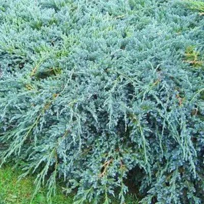 Можжевельник БЛЮ КАРПЕТ чешуйчатый в Слуцке