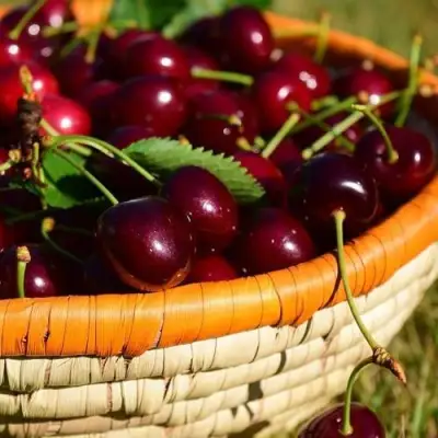 Вишня НЕСВИЖСКАЯ в Слуцке