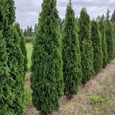 Туя ДЕГРУТ СПАЙР западная в Слуцке