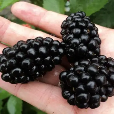 Ежевика ПОЛАР бесшипная  в Слуцке