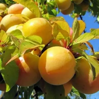 Слива МЕДОВАЯ ЖЁЛТАЯ в Слуцке