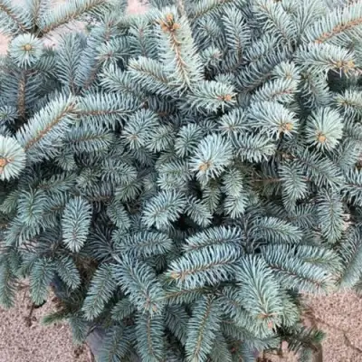 Ель ГЛАУКА колючая в Слуцке