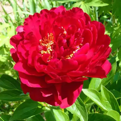 Пион ХРАБРЫЙ ВОИН травянистый в Слуцке