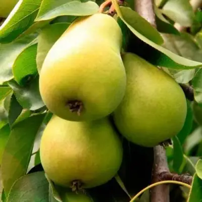 Груша НЕЖНОСТЬ колонновидная	 в Слуцке