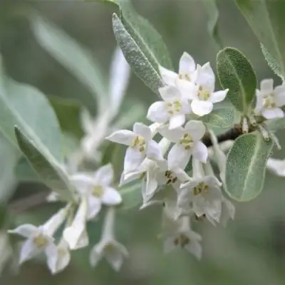 ЛОХ СЕРЕБРИСТЫЙ в Слуцке