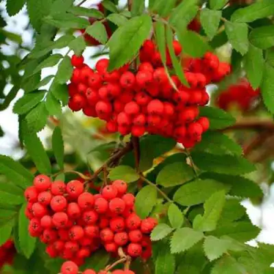 Рябина ОБЫКНОВЕННАЯ в Слуцке