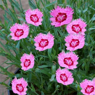 саженцы гвоздики