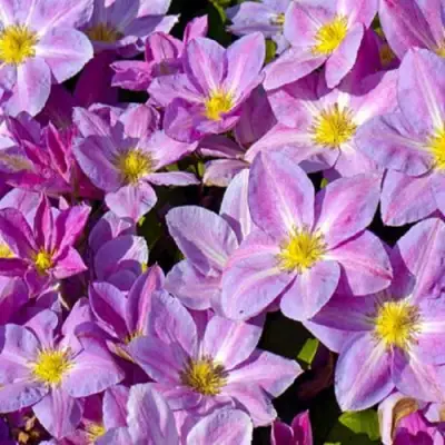 Клематис ЧЕЙНДЖ ОФ ХАРТ в Слуцке