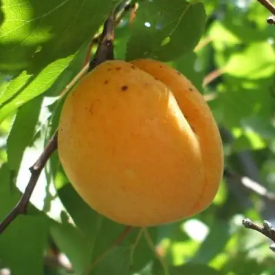 Абрикос ОРЛОВЧАНИН  в Слуцке