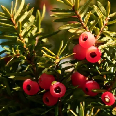 Тис ЭЛЕГАНТИССИМА ягодный в Слуцке