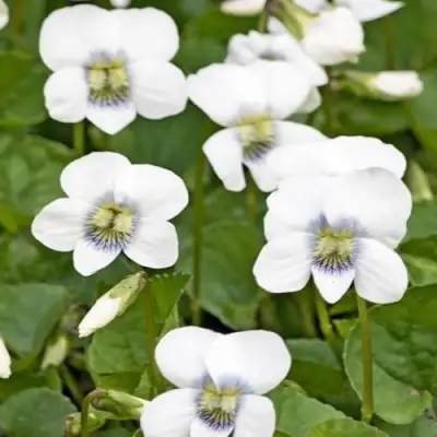 Фиалка АЛЬБИФЛОРА сестринская в Слуцке