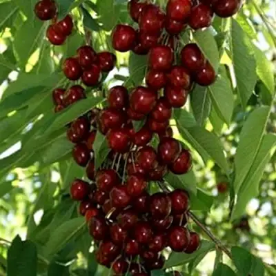 Черешня ХЕЛЕНА колоновидная в Слуцке