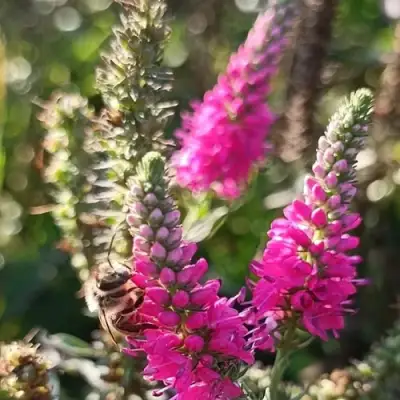 Вероника РОЗЕА колосковая в Слуцке