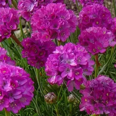 Армерия МОНИНГ СТАР ДИП РОУЗ в Слуцке