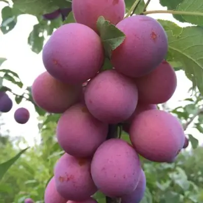 Слива ИМПЕРИАЛ колонновидная в Слуцке