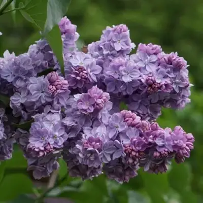 Сирень КАТЕРИНА ХАВЕМЕЙЕР в Слуцке