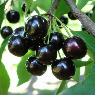 Вишня РОССОШАНСКАЯ ЧЕРНАЯ в Слуцке