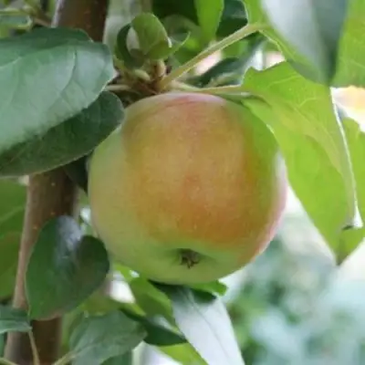 Яблоня ПОДСНЕЖНИК стелющаяся в Слуцке