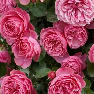 Роза ЛЕОНАРДО ДА ВИНЧИ флорибунда в Слуцке