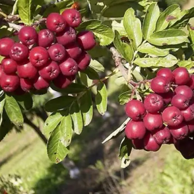 Рябина БУРКА сладкоплодная в Слуцке