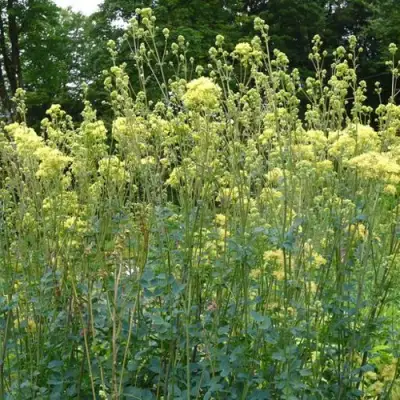 Василистник ГЛАУКУМ желтый в Слуцке