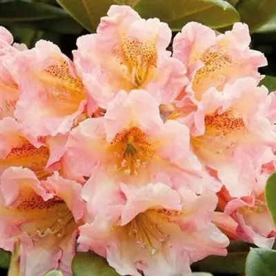 Рододендрон ФЛАУТАНДО в Слуцке