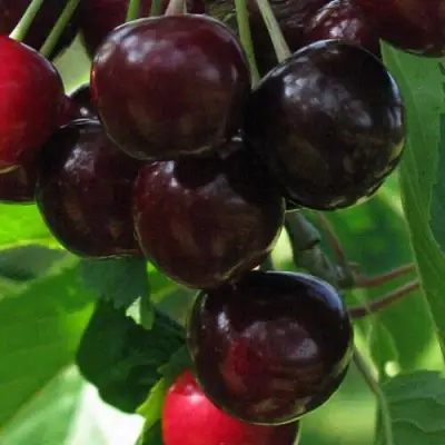 Черешня ВАЛЕРИЙ ЧКАЛОВ в Слуцке