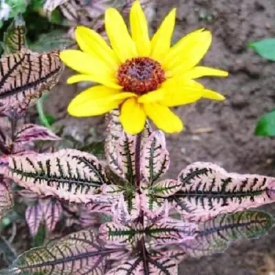 Гелиопсис САММЕР ПИНК в Слуцке