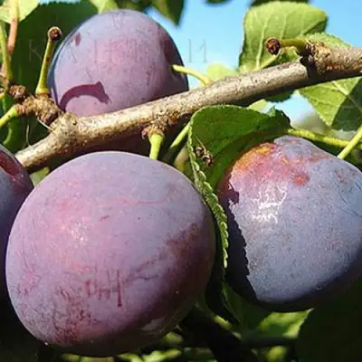 Слива СТАРТОВАЯ в Слуцке