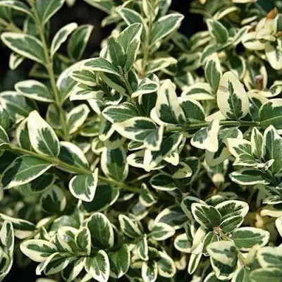 Бирючина ВАРИЕГАТУМ овальнолистная в Слуцке