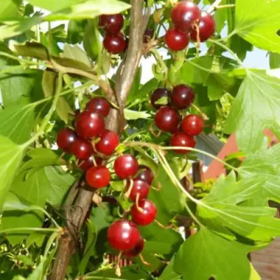 Смородина золотистая ВИШНЕВАЯ в Слуцке