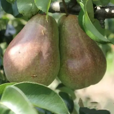 Груша БРЯНСКАЯ КРАСАВИЦА в Слуцке