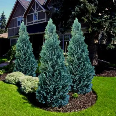 Кипарисовик ВАН ПЕЛЬТС БЛЮ лавсона в Слуцке