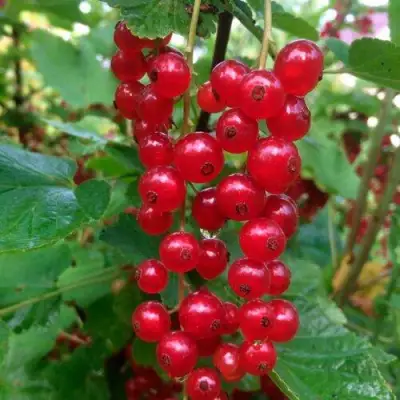 Смородина красная КОНСТАНТИНОВСКАЯ в Слуцке