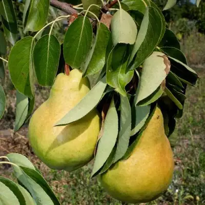 Груша ДЮШЕС ЛЕТНИЙ в Слуцке