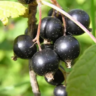 Смородина чёрная ПАМЯТЬ ВАВИЛОВА в Слуцке