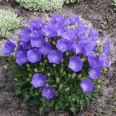 Колокольчик САНТА карпатский в Слуцке