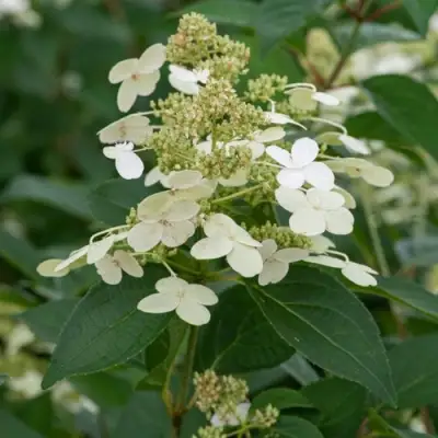 Гортензия ПРИМ ВАЙТ метельчатая в Слуцке