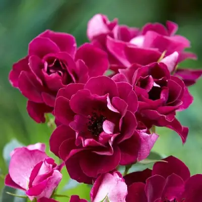 Роза БУРГУНДИ АЙС флорибунда в Слуцке