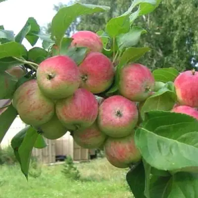 Яблоня ГРУШОВКА МОСКОВСКАЯ в Слуцке