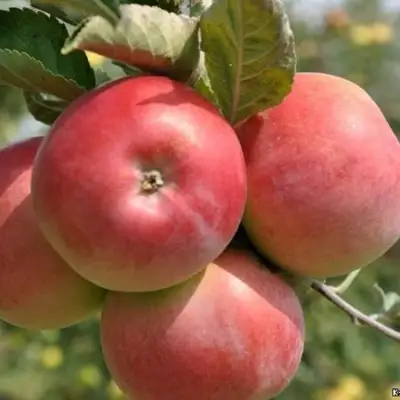 Яблоня ВЭМ-РОЗОВЫЙ в Слуцке