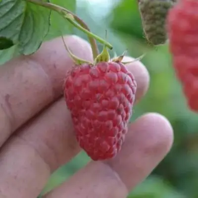 Малина КОРПИКО в Слуцке