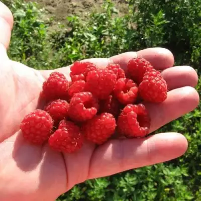 Малина БАЛЬЗАМ в Слуцке