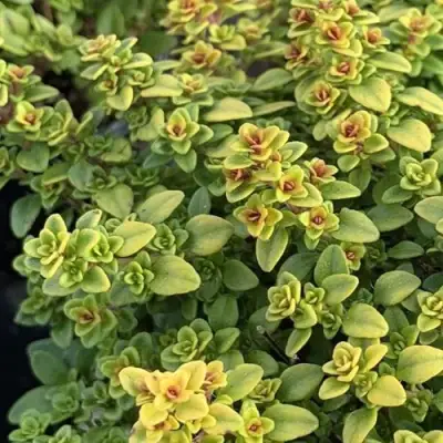 Тимьян АРЧЕРЗ ГОЛД в Слуцке